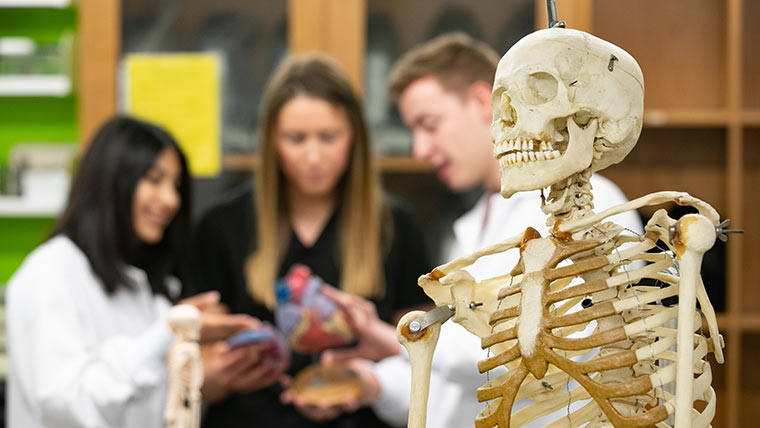 A model of a human skeleton. In the background, three students analyze a model of a human heart.